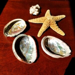 Decorative Abalone Seashell and Starfish Set